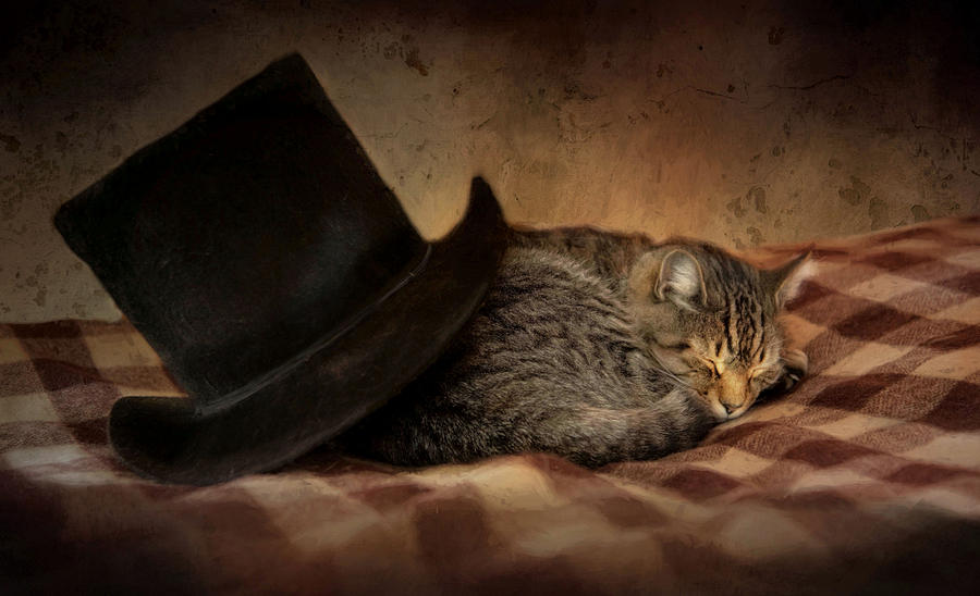 Cat Photograph - Cat and the Hat by Robin-Lee Vieira