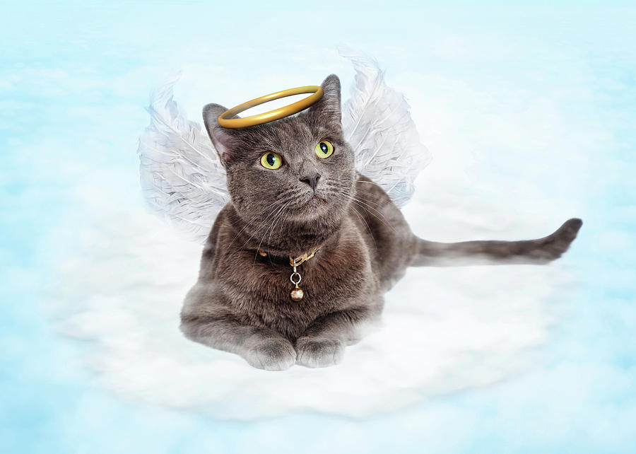 Cat Angel On Cloud In Heaven Photograph