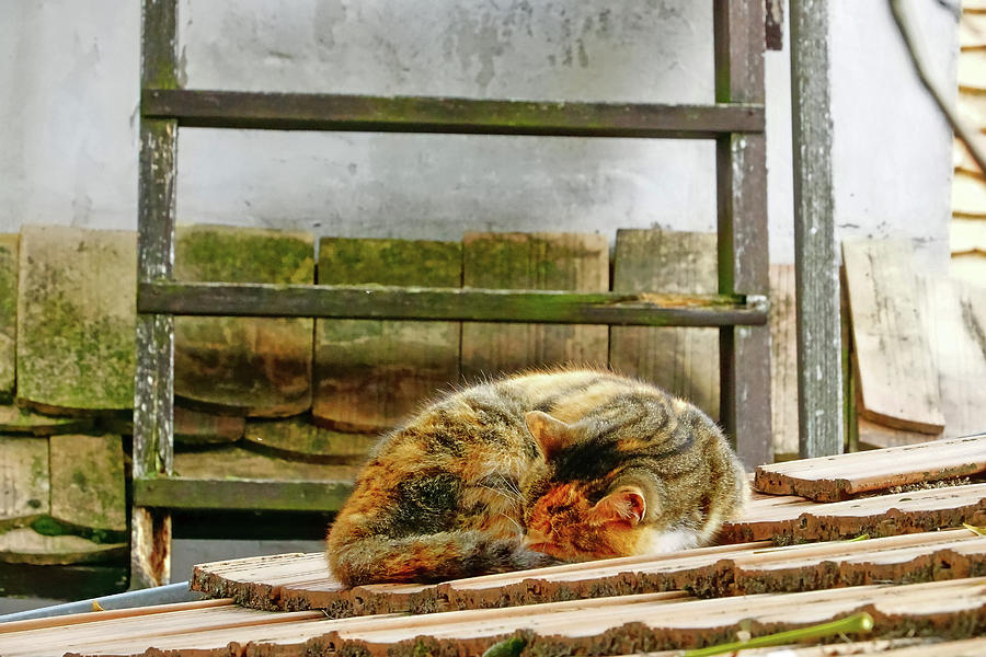 Cat Asleep On A Roof In Szentendre, Hungary Photograph by Rick Rosenshein
