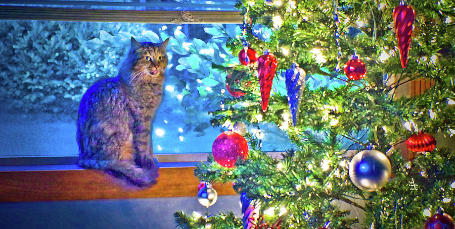 Cat at Christmas Photograph by Adria Trail
