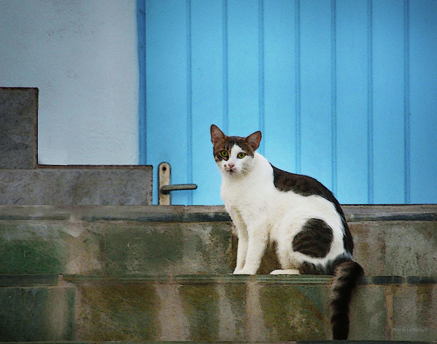 Cat at Mykonos Photograph by Coke Mattingly