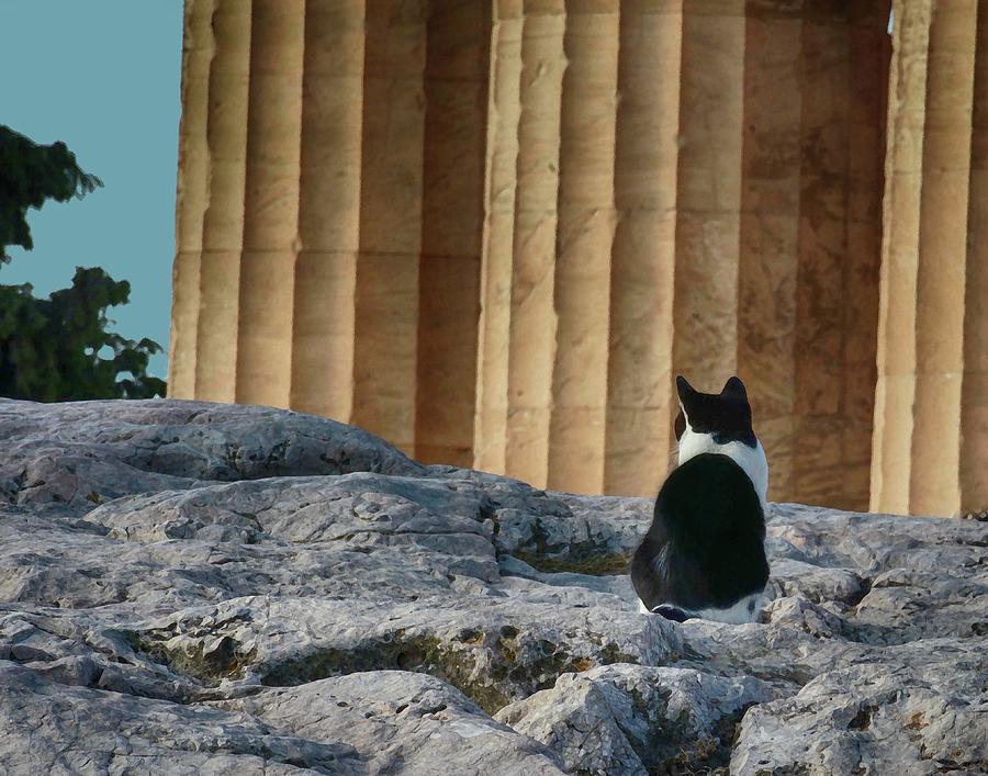 Cat at Parthenon, Photograph by Coke Mattingly
