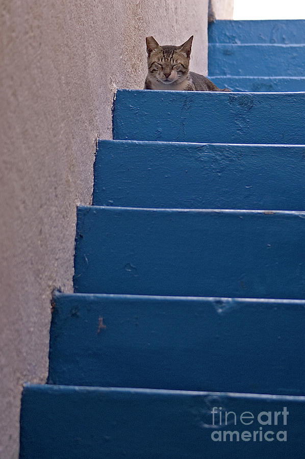 Cat Photograph - Cat at the top of blue stairs by Ofer Zilberstein