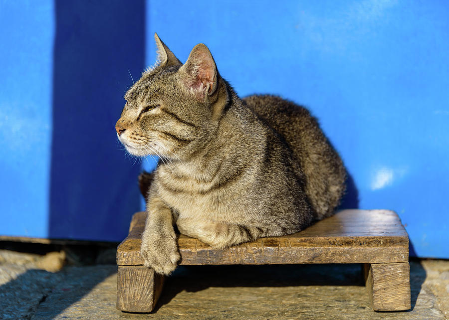 Cat basking in the sun Photograph by Dutourdumonde Photography