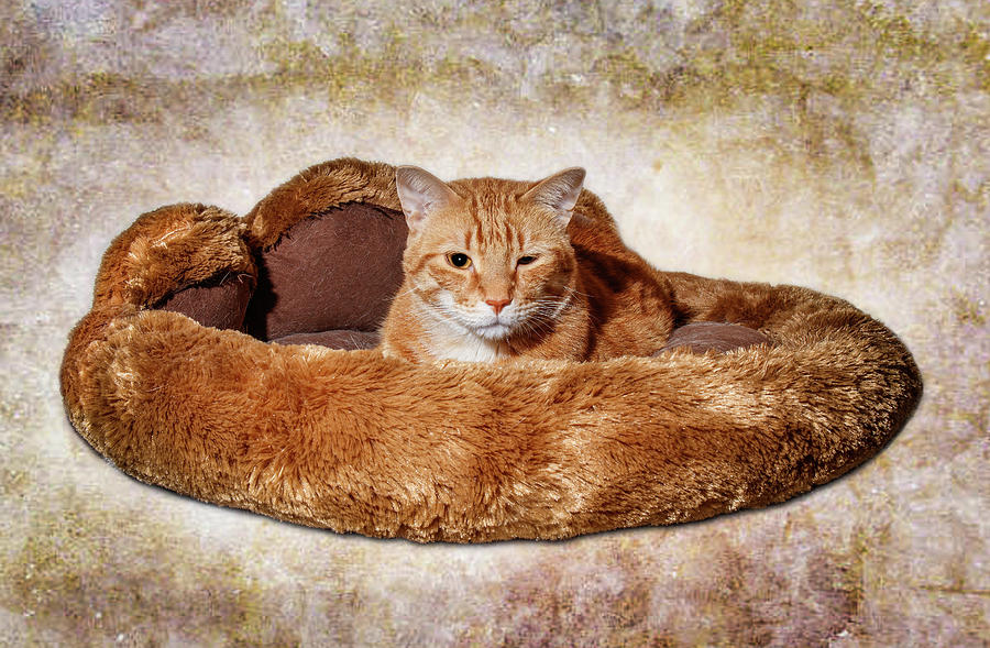 Cat Bed Photograph by Doug Long
