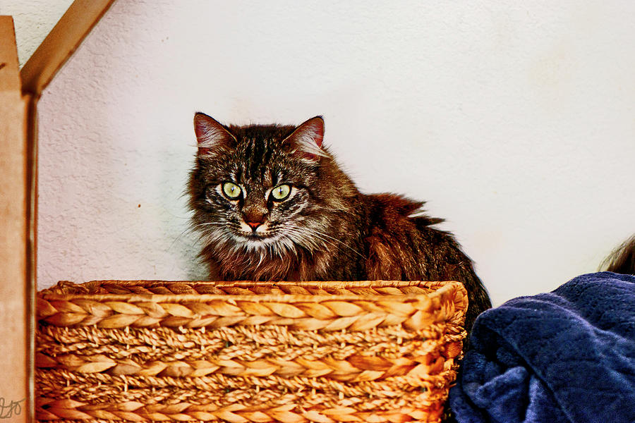 Cat Behind a Basket Photograph by Gina OBrien