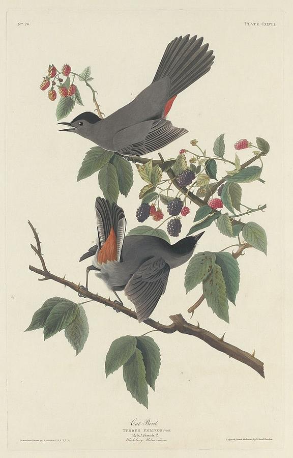 John James Audubon Drawing - Cat Bird by Dreyer Wildlife Print Collections 