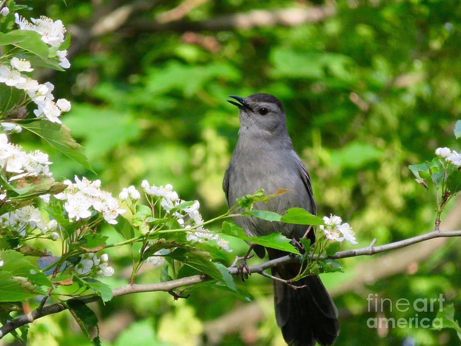 Cat Bird Singing Among the Blossoms Photograph by Beth Myer Photography