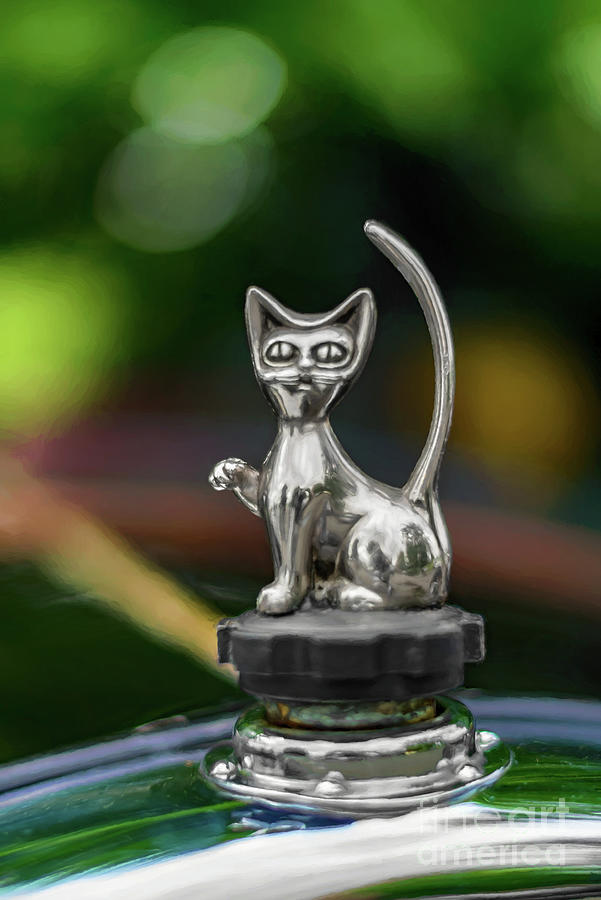 Cat Bonnet Mascot Photograph by Adrian Evans