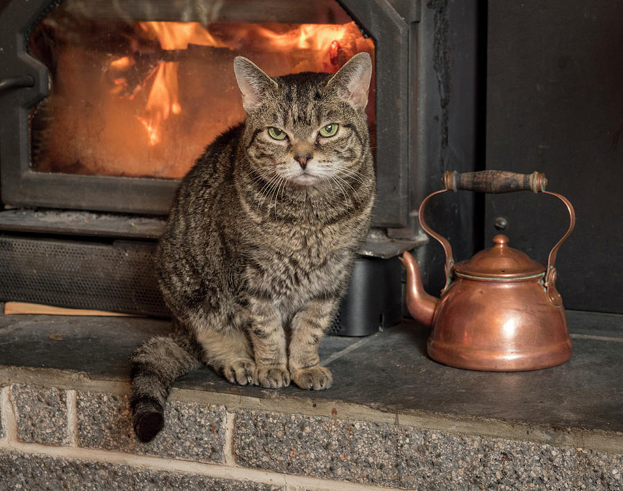 Cat by the Fire Photograph by Jean Noren