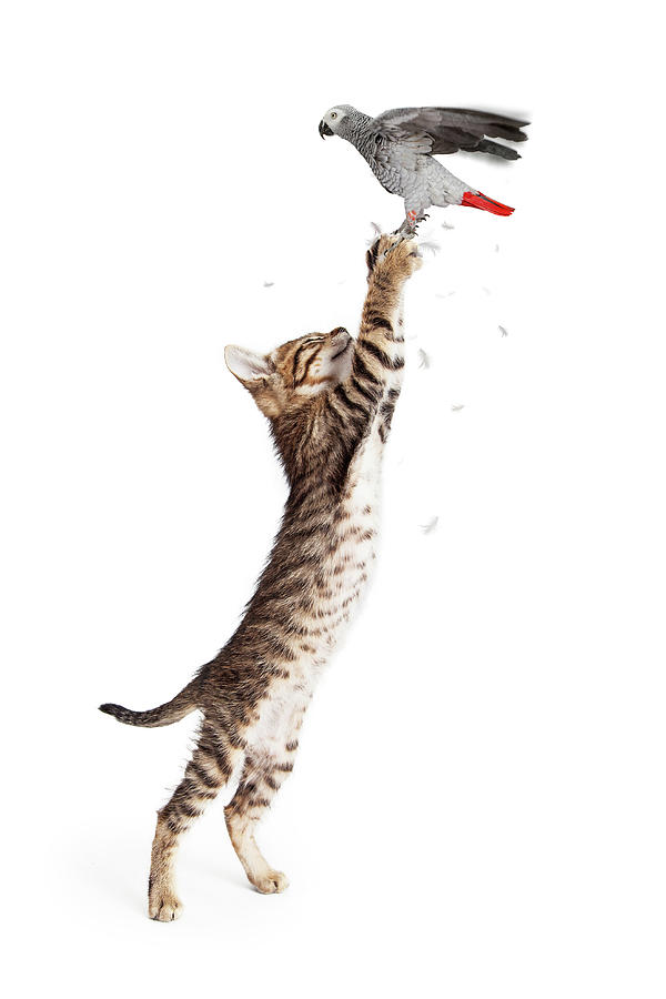 Cat Catching Bird in Flight Photograph by Good Focused