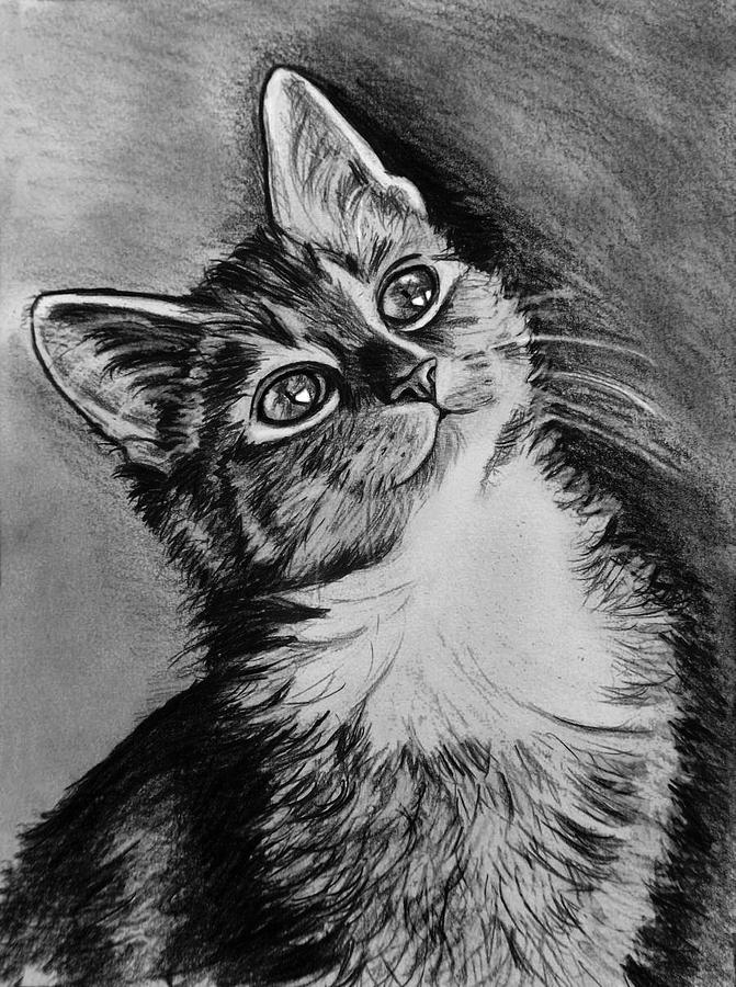 Cat Charcoal Drawing by Ornella Di Scala | Pixels