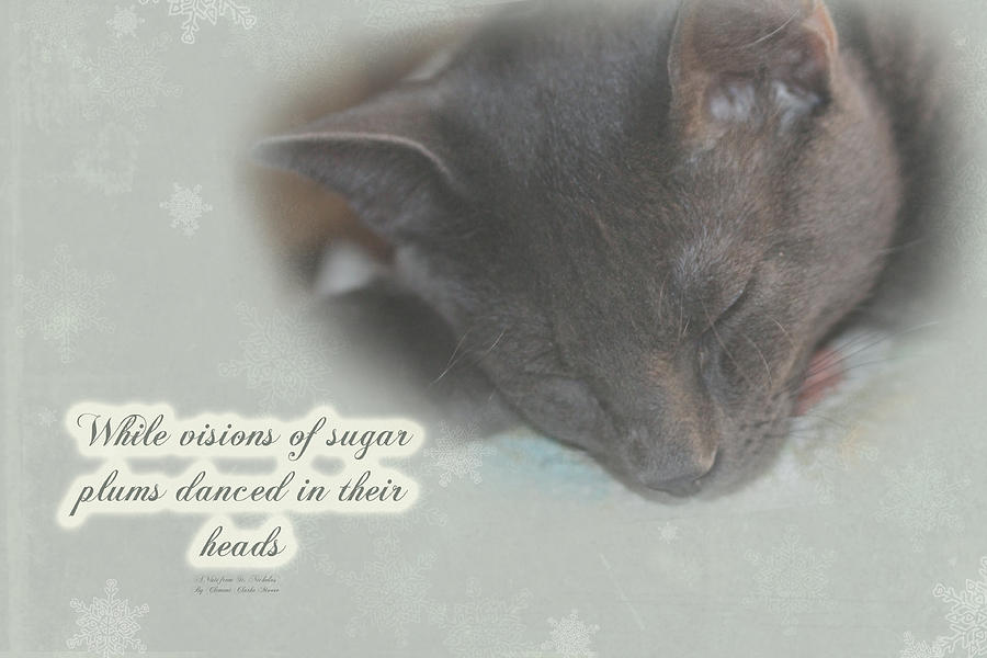 Cat Christmas Greeting Card - Kitty Asleep Photograph by Carol Senske