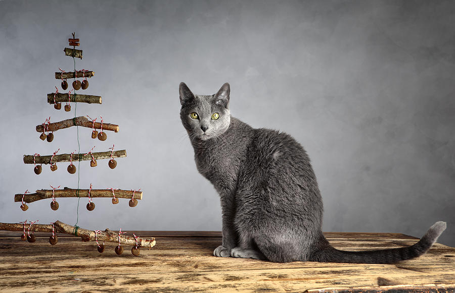 Cat Christmas Photograph by Nailia Schwarz