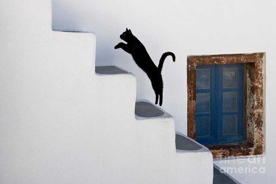 Cat Climbing Stairs Photograph by Jean-Louis Klein & Marie-Luce Hubert