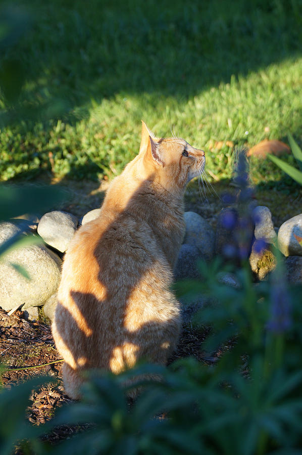 Cat Contemplation Photograph by Shirley Heyn