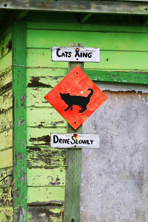 Cat Crossing in Moss Landing Photograph by Art Block Collections