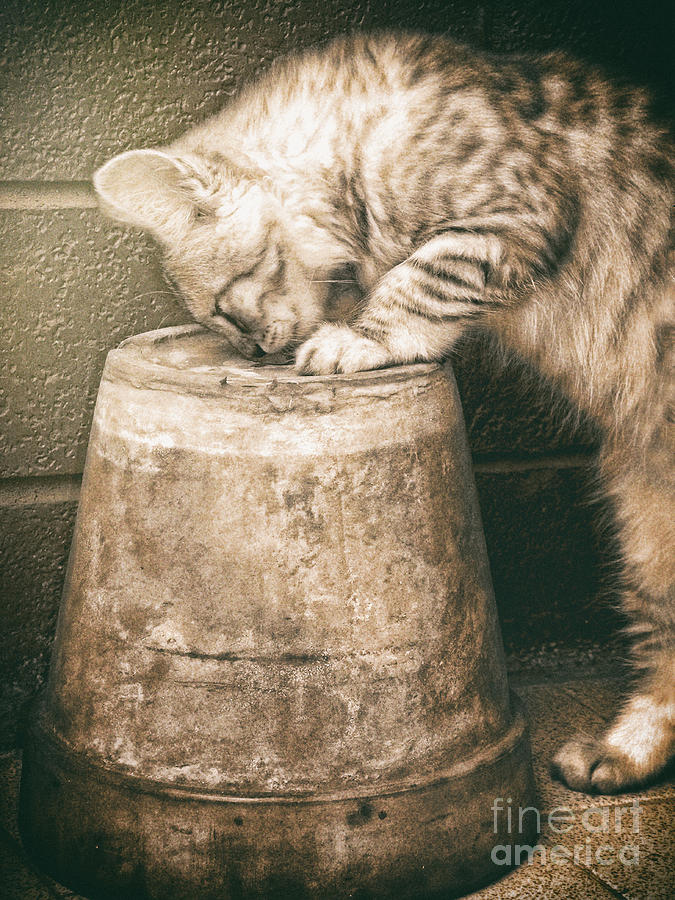 Animal Photograph - Cat curiosity by Giuseppe Esposito