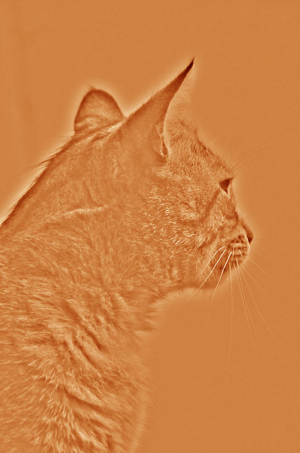 Cat Photograph - Cat by Damijana Cermelj