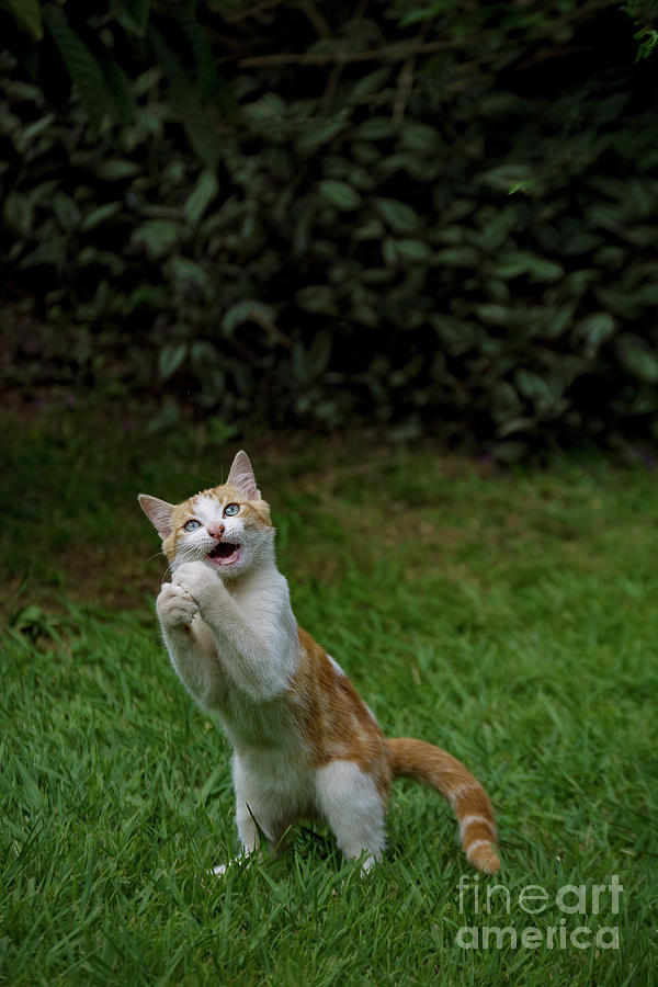 Cat Dance Photograph by Morris Keyonzo