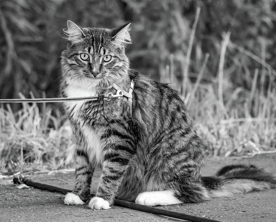 Cat Determination bw Photograph by Steve Harrington