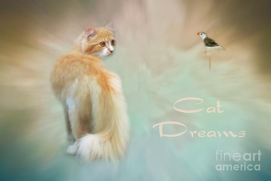 Cat Dreams Photograph by Renee Trenholm