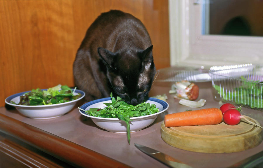 Cat Enjoying Salad Photograph by Sally Weigand