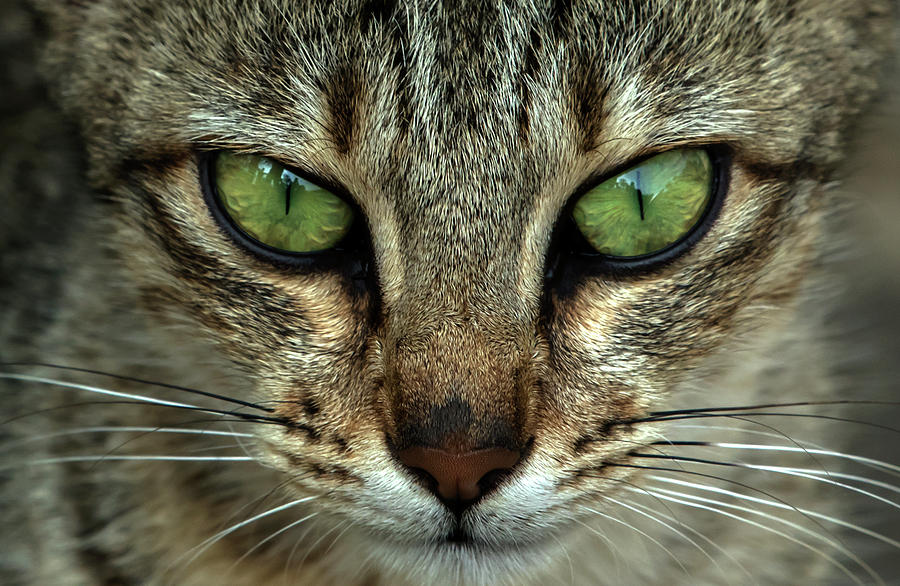 Cat Eye  Photograph by Ramabhadran Thirupattur