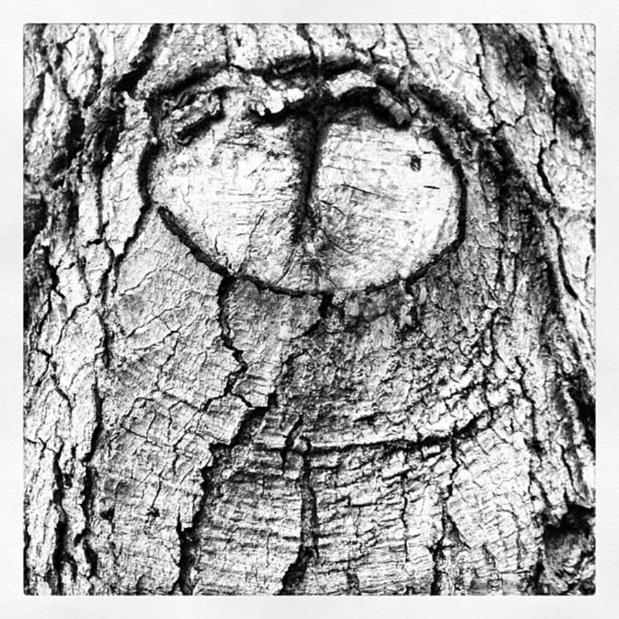 Tree Photograph - Cat-eyed Tree by Alicia Boal