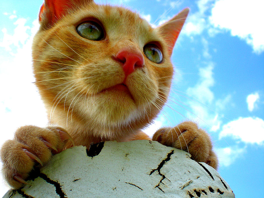 Cat Photograph - Cat Eyes and Blue Skies by Elisabethe Grimm