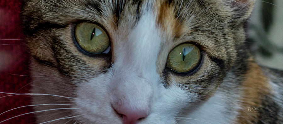 Cat Photograph - Cat Eyes by Bill Posner