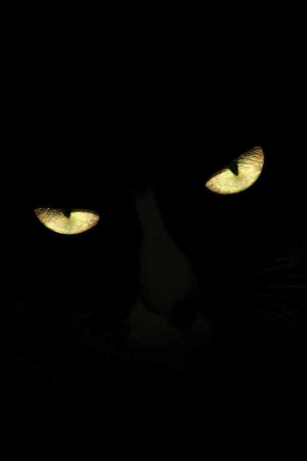 Cat Eyes II Photograph by Angie Tirado