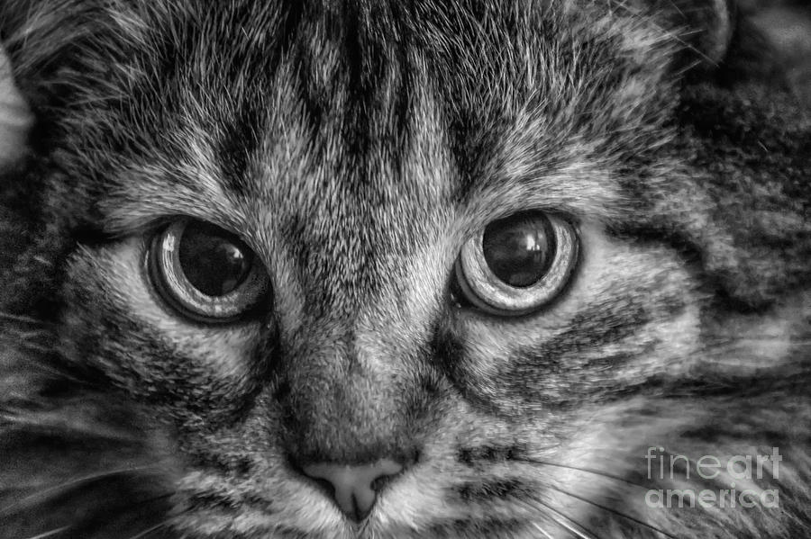 Cat Eyes  INTENSE Photograph by Peggy Franz