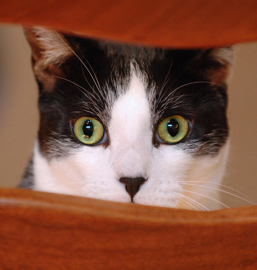 Cat Eyes Photograph by Jill Reger