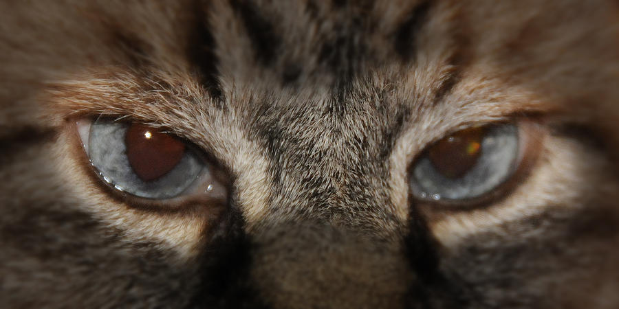 Cat Eyes Photograph by Keith Lovejoy