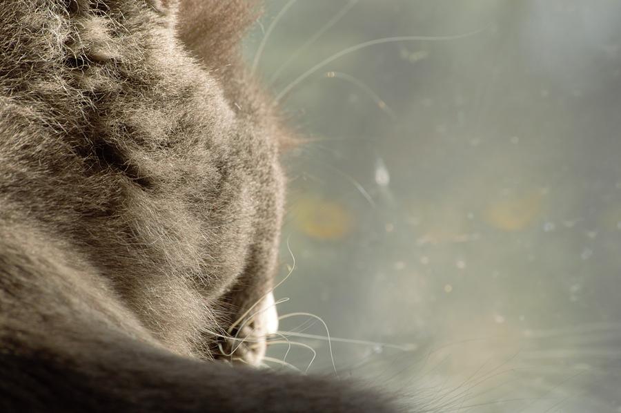 Cat Photograph - Cat Eyes by Rosebud McGreevy