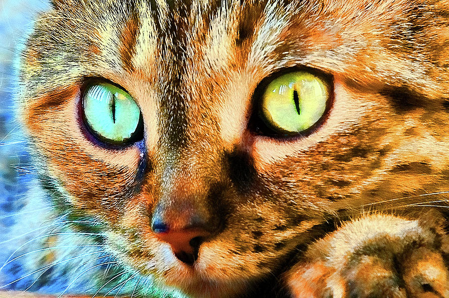 Cat Eyes Photograph by Steve Stuller