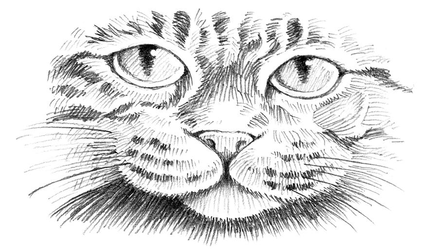 Cat Face Drawing - How To Draw A Cat Face Step By Step
