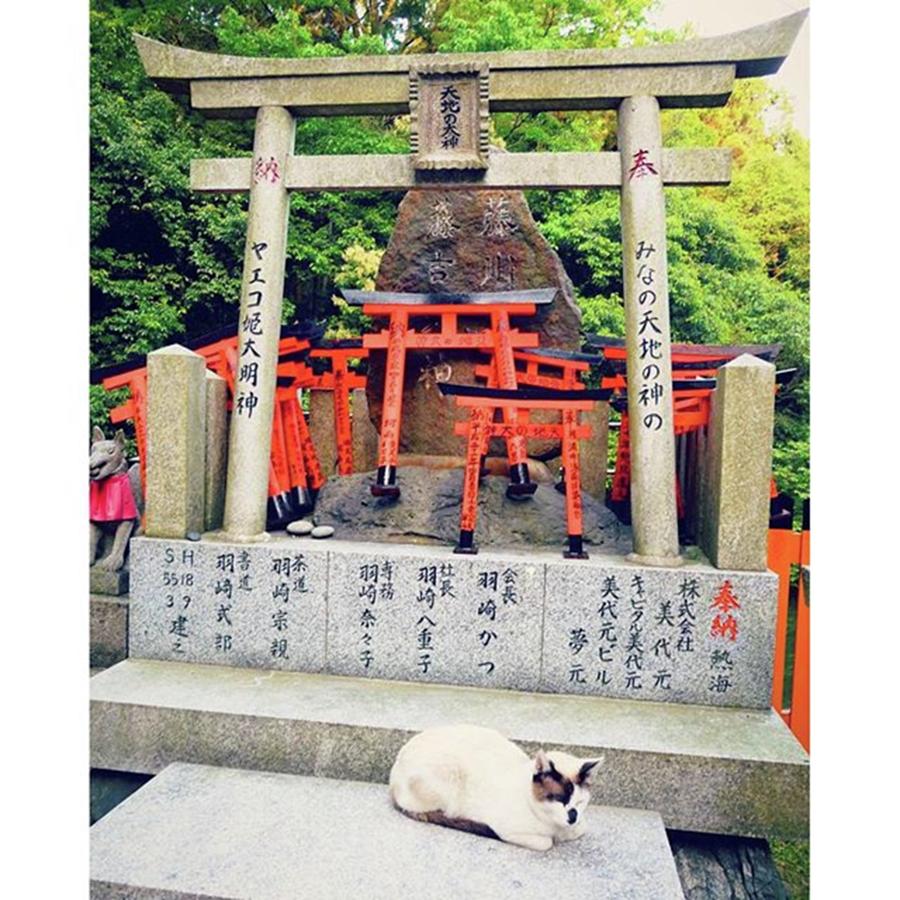 Wildlife Photograph - #cat #fushimiinari #shrine #kyoto by Takas Photo Studio