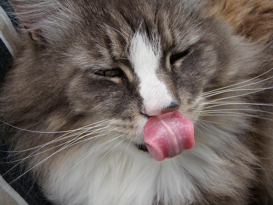 Cat Got Your Tongue Photograph by Linda Nielsen