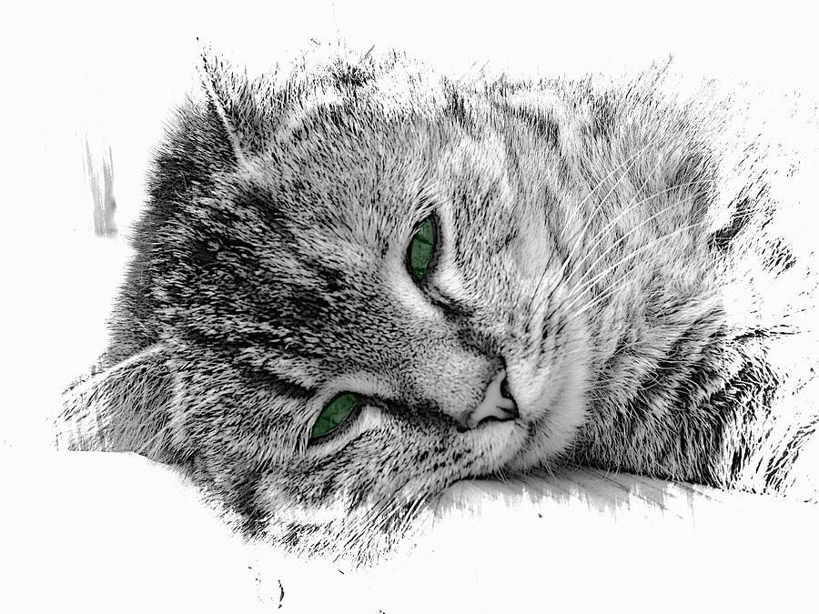 Cat Mixed Media - Cat Green Eyes 5 by Diane Storer