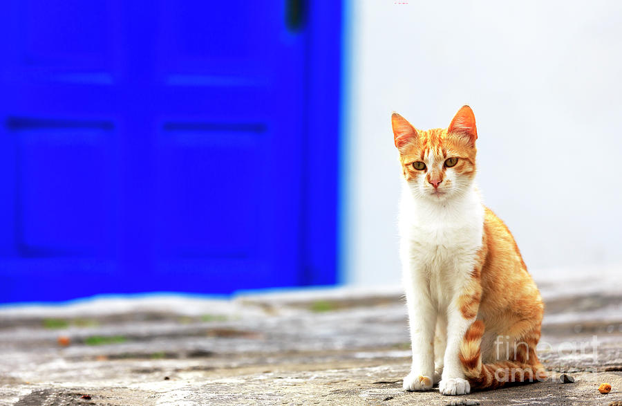 Cat Greetings From Mykonos Photograph by John Rizzuto