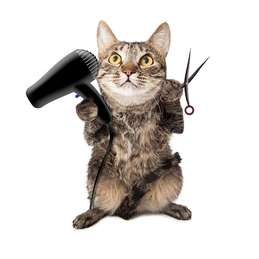 Cat Groomer With Dryer and Scissors Photograph by Good Focused