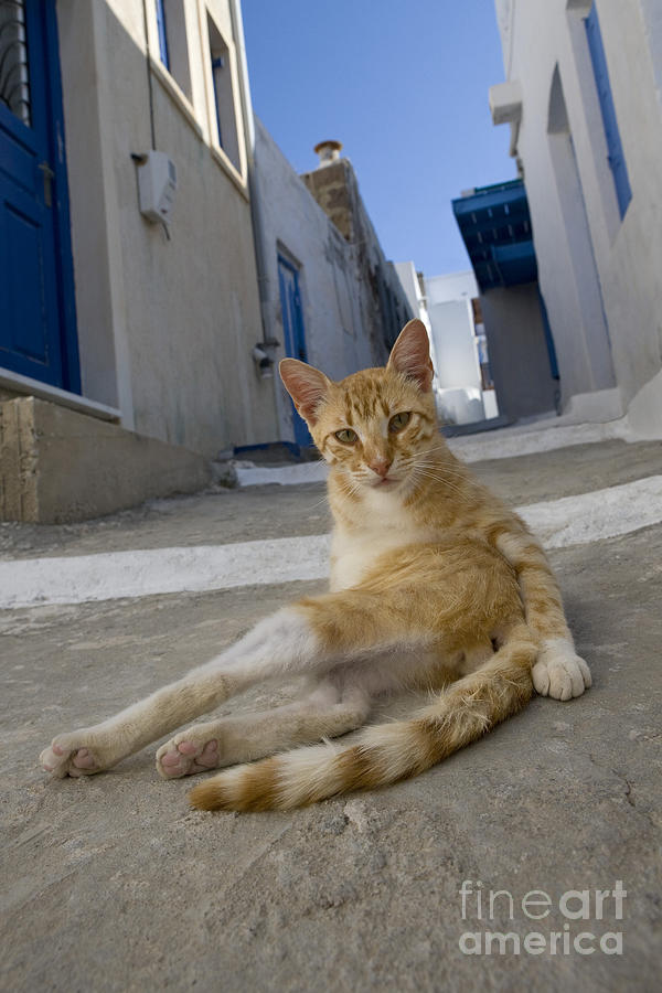 Cat Grooming In Greece Photograph by Jean-Louis Klein & Marie-Luce Hubert