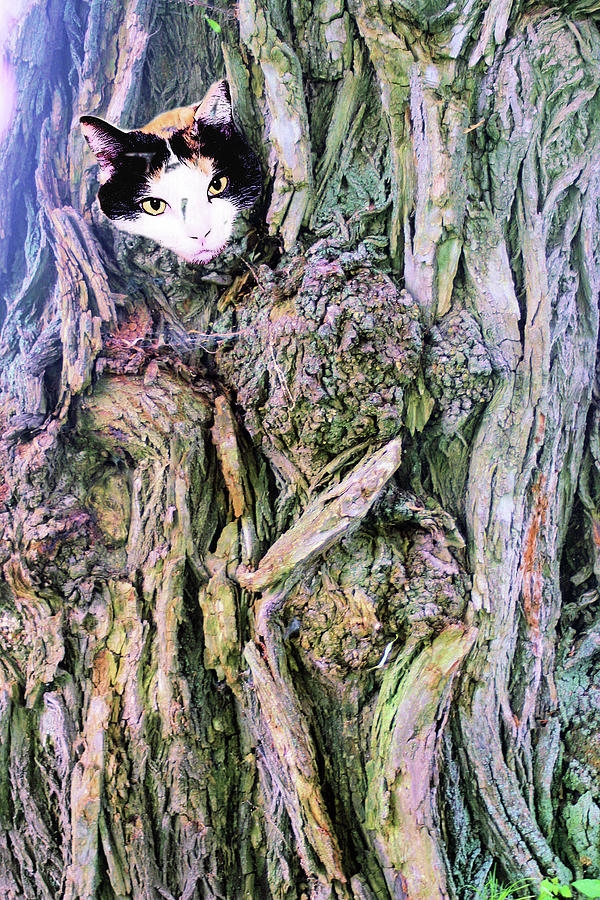 Cat head in tree Photograph by Laura Smith
