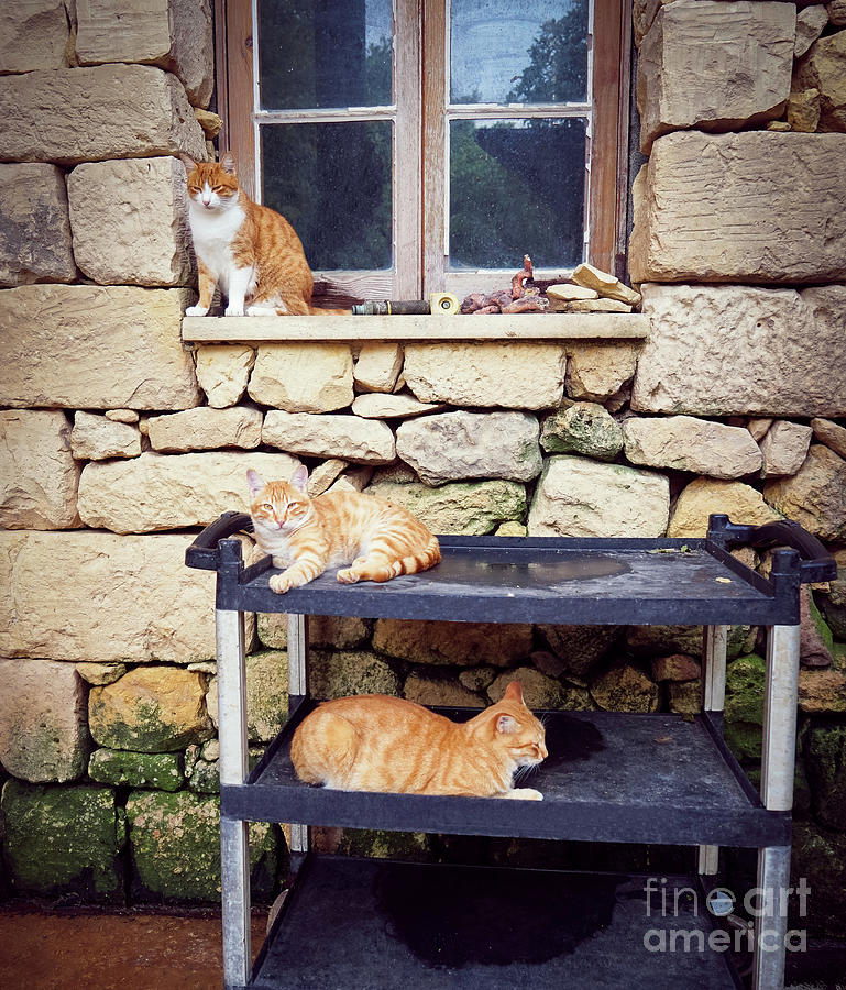 Cat Hierarchy Photograph