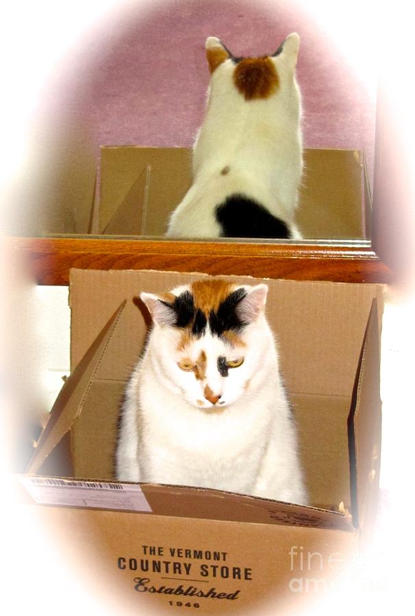 Cat in a Box Photograph by Phyllis Kaltenbach