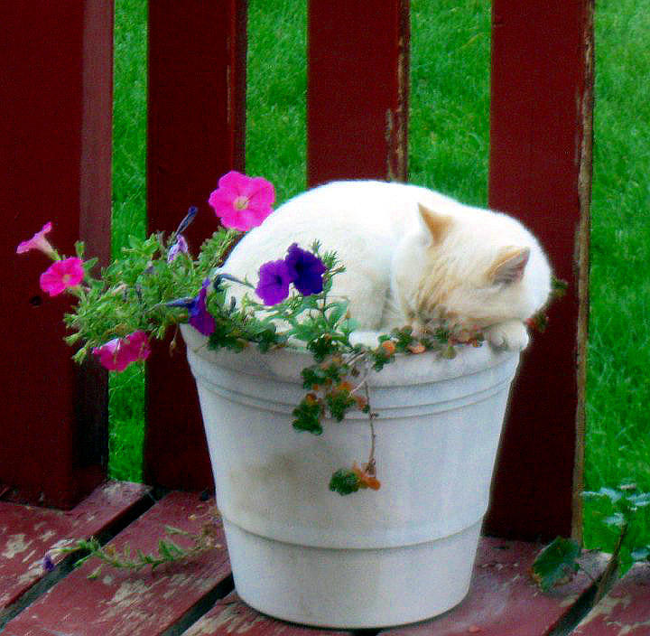 Cat In A Pot Photograph By Jess' Shots - Fine Art America