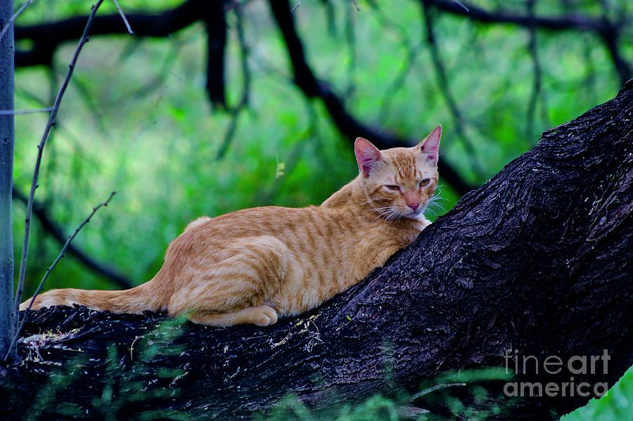 Cat in a Tree Photograph by Craig Wood