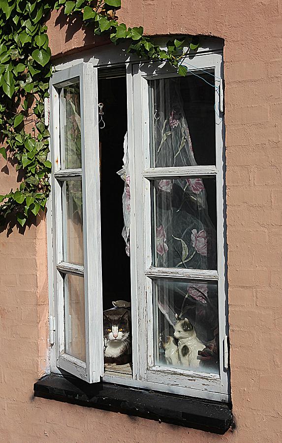 Cat in a Window Photograph by Karen McKenzie McAdoo